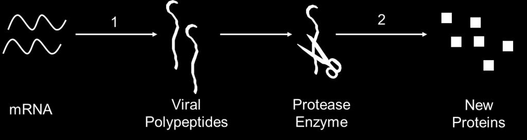 Blocking The Production of Viral Proteins Protease Inhibitors Mechanism of Action Bind to protease enzyme prevent
