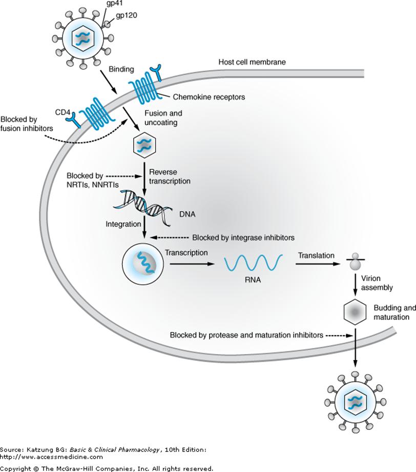 HIV Life Cycle and Targets 1. CD4 receptor 2. CCR5 co-receptor 3. Glycoprotein 41 4.