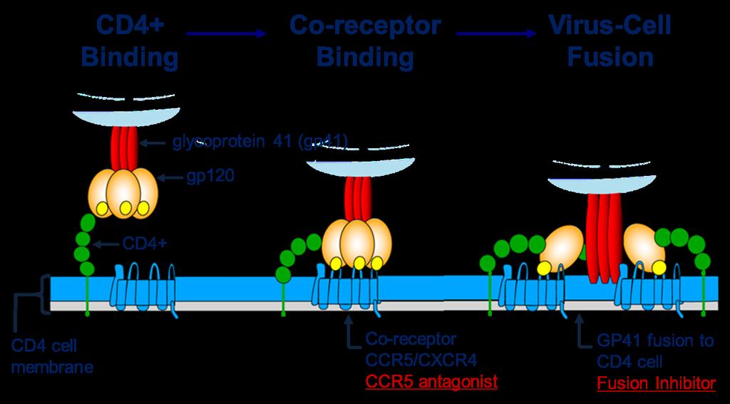 Inhibiting Viral Entry CD4 Receptor Antagonists, Co-Receptor Antagonists and Fusion Inhibitors CD4