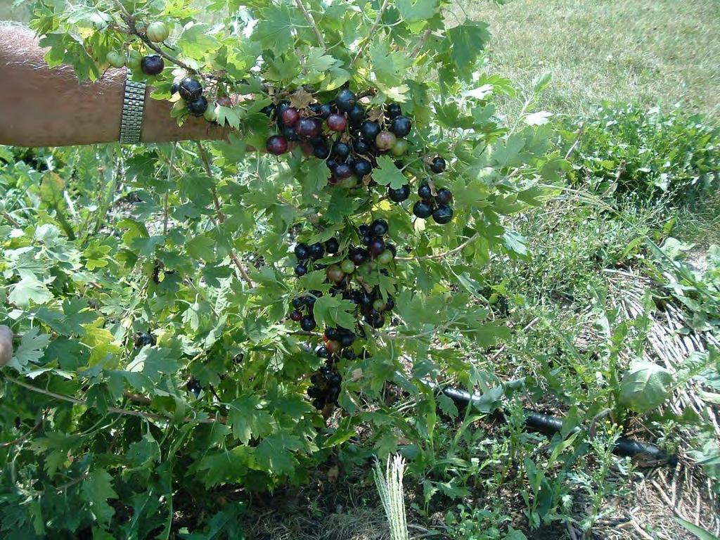 American Black Currant (Ribes odoratum) Similar qualities as