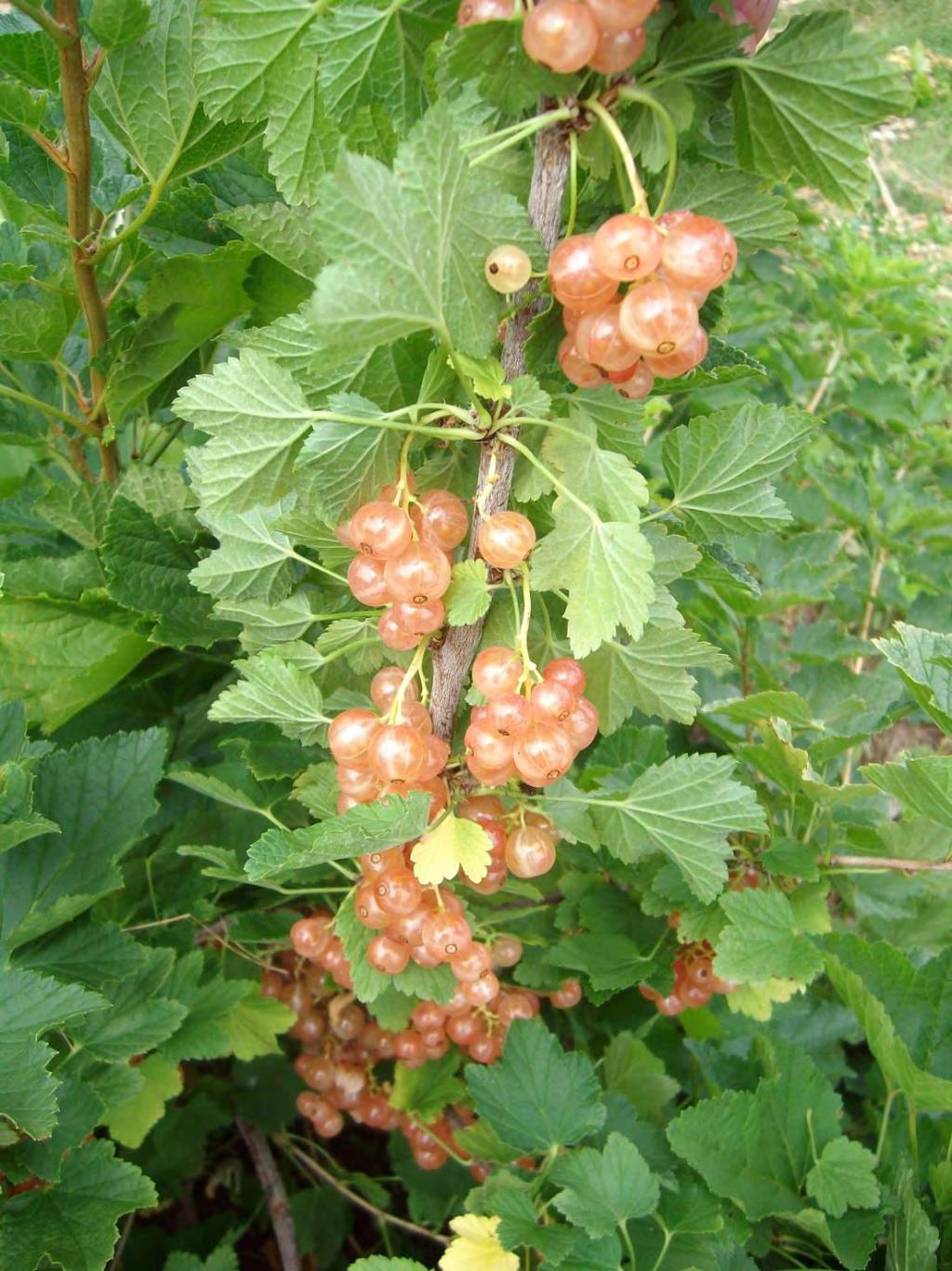 Pink Currant (Ribes sativum) Great