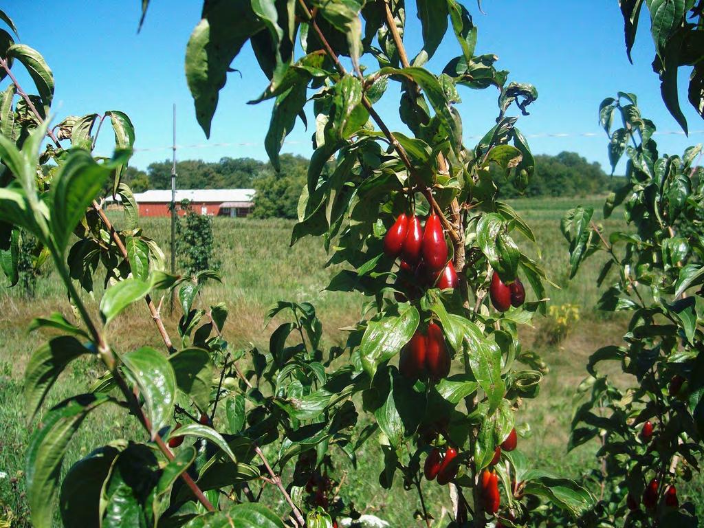 Cornelian Cherry (Cornus mas) Used for medicinal purposes for7,000yrs in Greece
