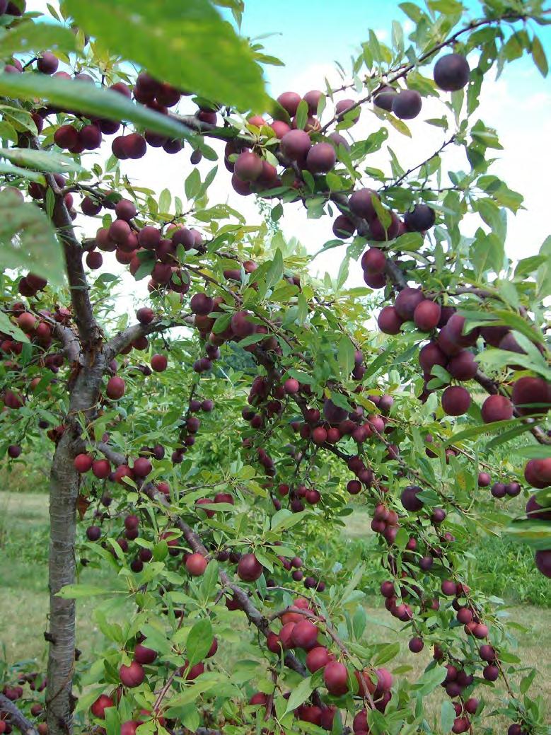 Cherry Plum Sapalta (Prunus bessyi x P.