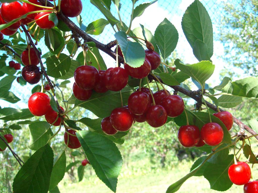 Tart Cherry (Prunus cerasus) Contains minerals and