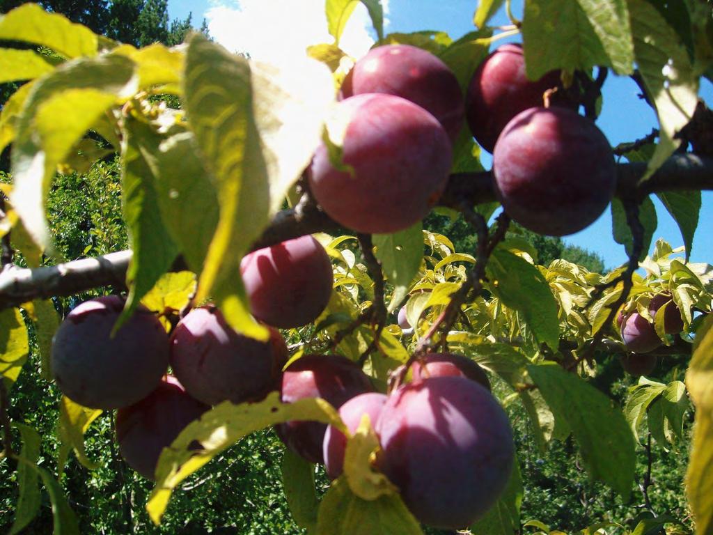 Plum 17-7 Plums are high in antioxidants,
