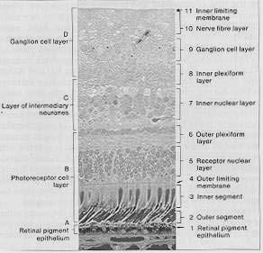 layers Identification of Retinal Layers NFL ILM GCL IPL