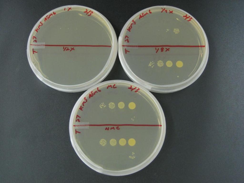 13 Minimal Bactericidal Concentration MeOH Extract Results 5.76 mg SJW/ml 1.44 mg SJW/ml 2.