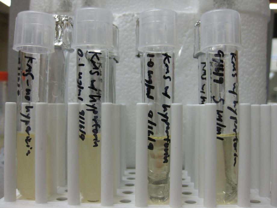 15 Minimal Bactericidal Concentration Purified SJW Compounds Results Hyperforin MIC/MBC assay.