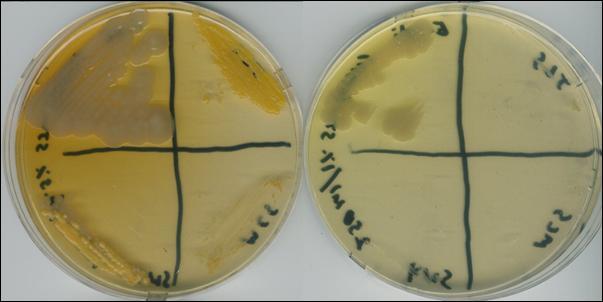 7 Basic Inhibitory Testing SJW dilutions in agar: MIC threshold using