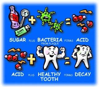 Nutrition and Dental Decay Much of the decay in