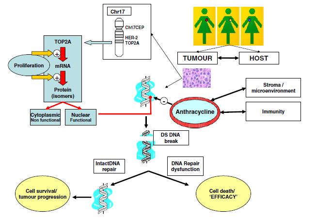 Considerations in Anthracycline Efficacy Oakman C