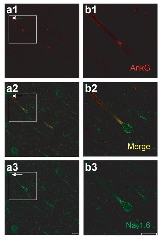 Supplementary Figure 6 Light staining of AnkG in the axon bleb. (a1 a3) Double stainings for AnkG (red) and Na v 1.6 (green) in prefrontal cortical slices (thickness of 300 μm).