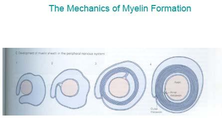 115 116 The Mechanics of Myelin Formation top-30 117 118 119 120 121 122 123 124 125 126 127 128 [Original figure with caption on previous page] How does the myelin wrap around the axon?