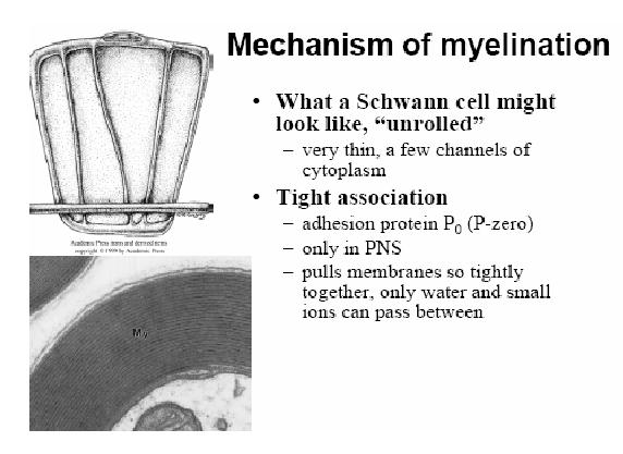 129 130 Mechanism of Myelination bottom-30 131 132 133 134 135 136 137 An unrolled Schwann cell will look like a flat cell where most of the cytoplasm is squeezed out.