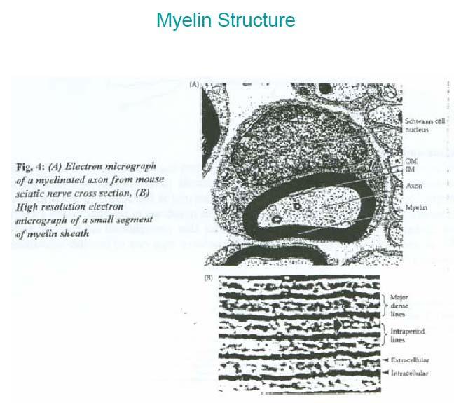 138 139 Myelin Structure top-31 140 141 142 143 144 145 146 147 Structure of Myelin An EM of an axon with the many layers of the Schwann cell wraps around it.
