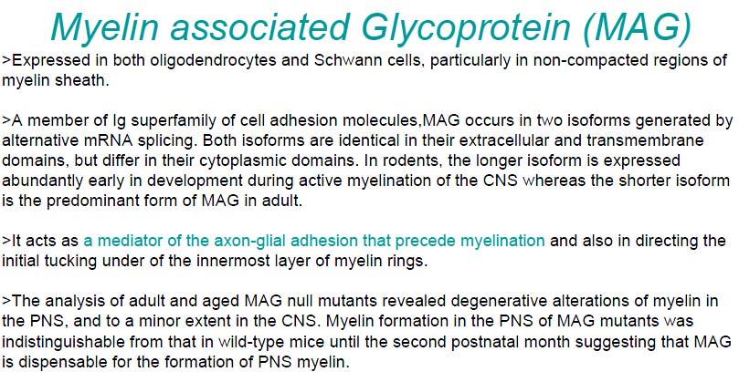 224 225 Myelin associated Glycoprotein (MAG) Both in CNS and PNS Myelin top-35 226 227 228 229 230 231 232 233 Expressed in both Oligodendrocytes and Schwann cells, particularly in non-compacted