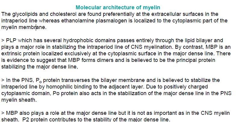 234 235 Molecular architecture of myelin bottom-35 236 237 238 239 240 241 242 243 244 245 246 247 248 249 250 The Glycolipids and Cholesterol are found mainly at the extracellular surfaces in the