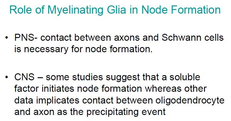 277 278 Role of Myelinating Glia in Node Formation bottom-37 279 280 281 282 PNS- contact between axons and Schwann cells is necessary for node formation.