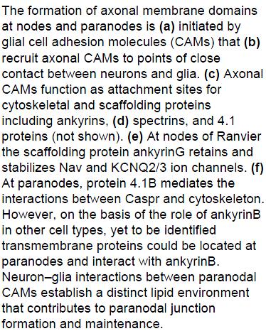 294 295 296 Formation of axonal membrane domains at nodes and paranodes is initiated by glial cell adhesion molecules (CAMs) bottom-38 297 298 299 300 301 302 The formation of axonal membrane domains