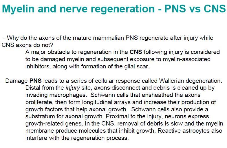 303 Myelin and Nerve Regeneration 304 305 Myelin and nerve regeneration - PNS vs CNS top-39 306 307 308 309 310 311 312 313 314 315 316 317 318 - Why do the axons of the mature mammalian PNS