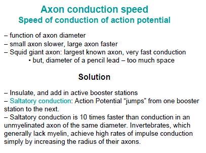 49 50 Factors Affecting Axon conduction speed bottom-27 51 52 53 54 55 56 57 58 59 60 61 62 63 64 65 The speed in which an action potential can propagate down an axon is a direct function of axon