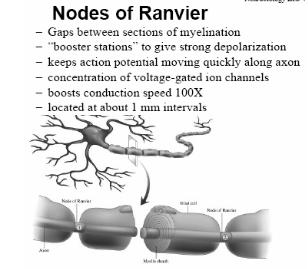 88 89 Nodes of Ranvier top-29 90 91 92 93 94 95 96 97 98 99 100 101 102 103 [For more details see figure with caption on page 8] Nodes of Ranvier They are gaps between sections of myelin.