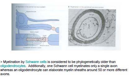 105 106 Myelination by Schwann cells in the PNS, Oligodendrocytes in the CNS bottom-29 107 108 109 110 111 112 113 [Original figure with caption on next page] Myelination in CNS and PNS are the same