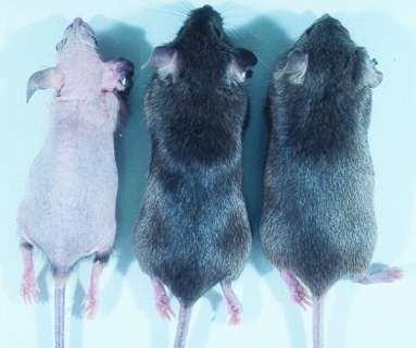 Caution: VDR Knockout Mice have Disrupted Calcium Metabolism Phenotype Hypocalcemia* VDR KO = Type II Genetic Rickets Osteomalacia* Alopecia