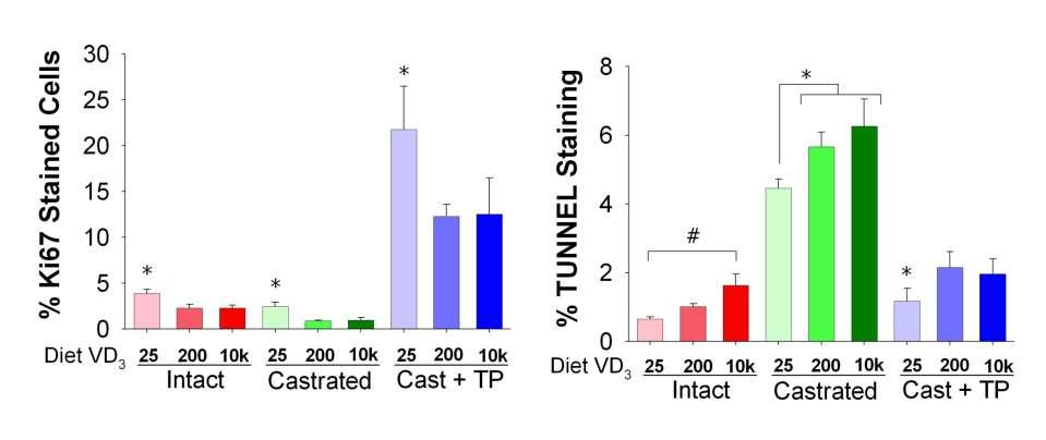 Dietary Vitamin D Deficiency Increases PEC Proliferation and Apoptosis:Wild Type Mice Proliferation