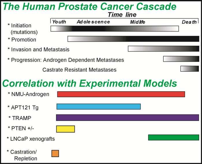 Example; Choosing an Animal Model for Prostate Cancer Research Slow