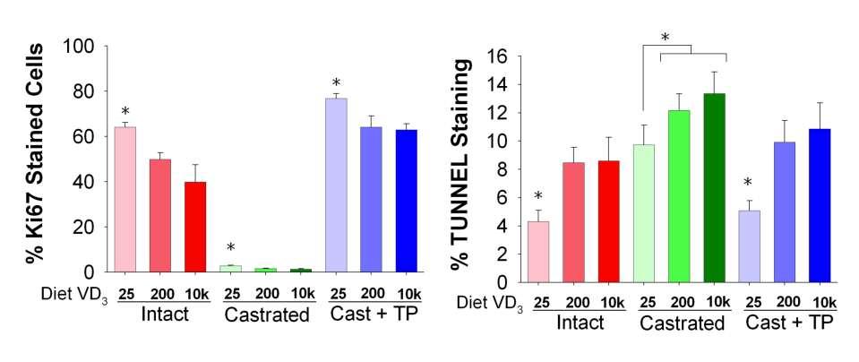 Dietary Vitamin D Deficiency Increases PEC Proliferation and Apoptosis: APT121 Mice Proliferation