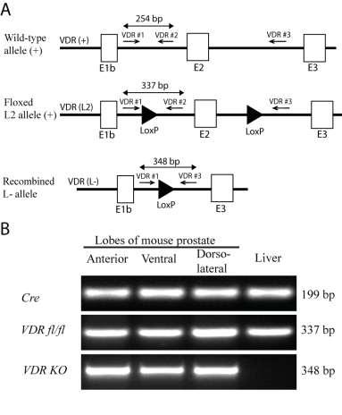 Creation of Mice with Prostate Epithelial Cell Specific VDR Deletion