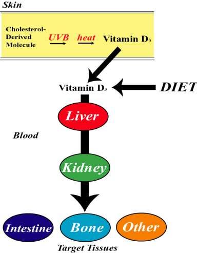 Vitamin D is Metabolized and Acts Like a Hormone Sunlight Blood
