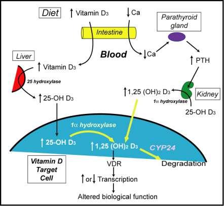 Vitamin D-Mediated Cancer Prevention May Require Local Activation High Diet VD Autocrine Production 1,25(OH) 2 D Action Less Cancer Calcium
