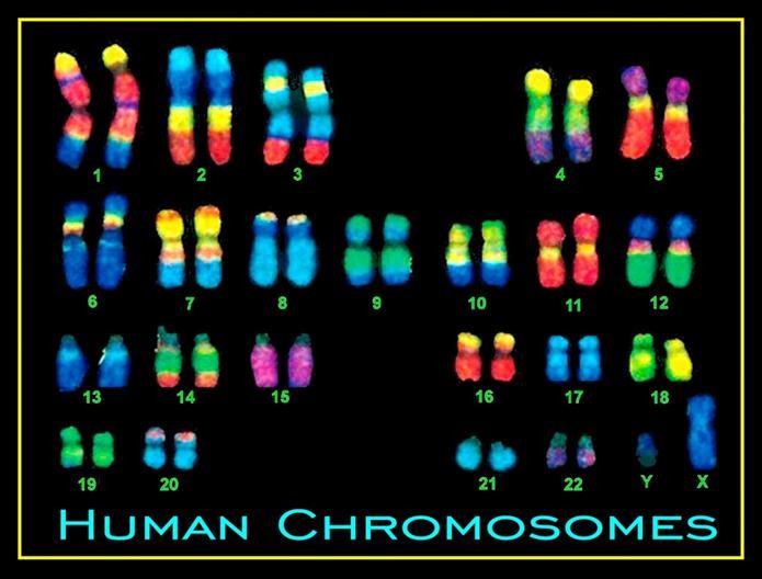 Autosome: 1-22 How many genes does the human Genome has?