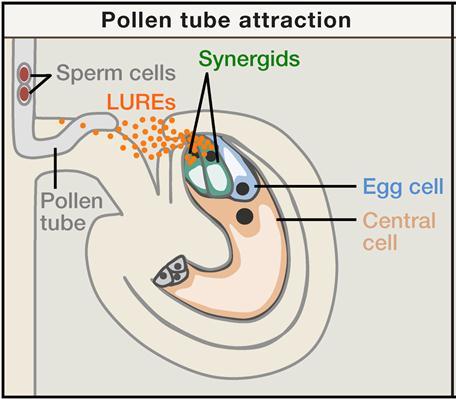 - The female gametophyte of most flowering plants forms four cell types after cellularization, namely synergid cell, egg cell,