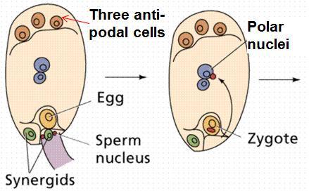 Synergids are two small cells lying near the egg in the mature embryo sac of a flowering plant - In Arabidopsis thaliana, the pollen