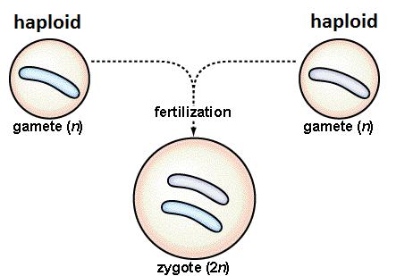 2. The cell heredity is started from zygote resulting from the merging of an egg cell and a sperm cell 3.