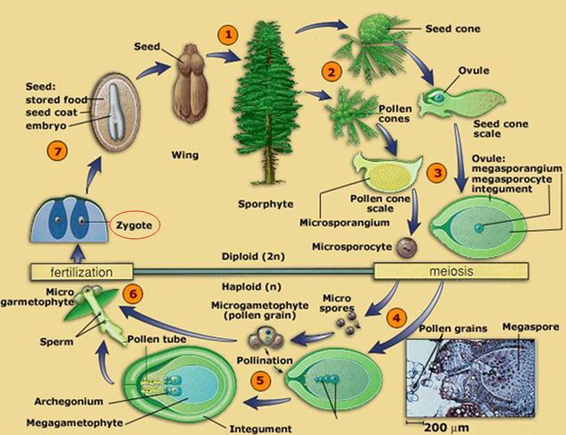 The life cycle of gymnosperms (flowerless, open seeds) kingdomplantae.blogspot.