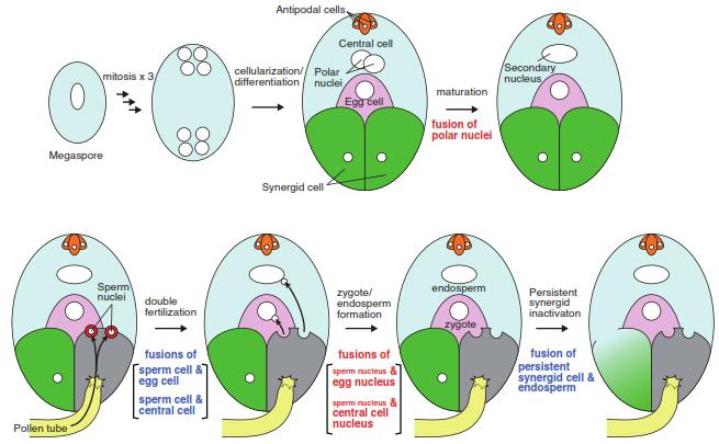 megagametophyte that forms triploid (3n) nucleus. How does the sperm and egg cell fusion take place?. It is a complex process that involves many genes.