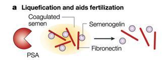 Prostate Specific Antigen (PSA) Androgen-regulated protease enzyme Function : liquefy semen Bloodborne