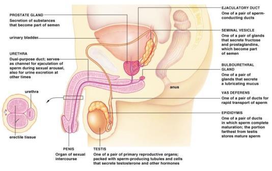 Bulbourethral Gland Gland that secretes thick mucous into the urethra to