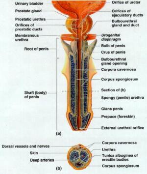 Sides of penis contain large masses of erectile tissues that become