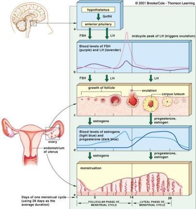 Menstrual Cycle The follicle from which the egg was released becomes a temporary gland called the Corpus Luteum. The Corpus Luteum secretes a hormone called progesterone.
