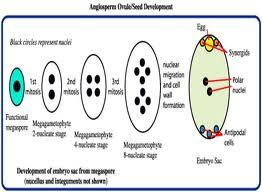 Megasporogenesis Megaspore mother cell (2n) Meiosis 4 Megaspores (n) (3 megaspores degenerate, 1 remains functional) Funtional Megaspore (n) (Divides 3times by mitosis) 8 Nucleated Embryo Sac formed
