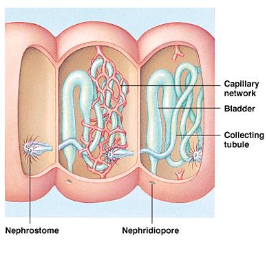Metanephridia 1) Blood pressure pushes fluid into coelem (the space between the organs and ectoderm). 2) Fluid is pushed into nephrostomes.