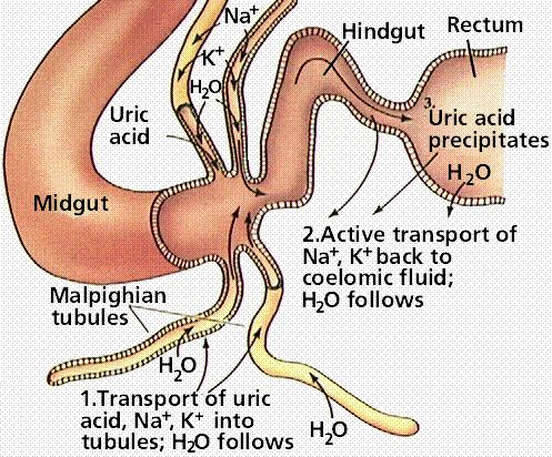 Malpighian Tubules 1) Salts ions, and uric acid are actively transported from body into tubules while water moves in through osmosis.