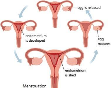 i. One egg is released from an ovary every month ii.