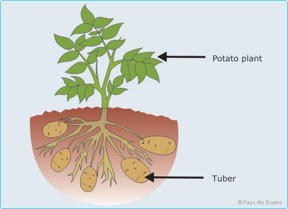 - Potato Stem tubers The shoot from a potato goes back underground and the stem swells to form a new genetically identical potato Underground stem storage organ Advantages Fast Good characteristics
