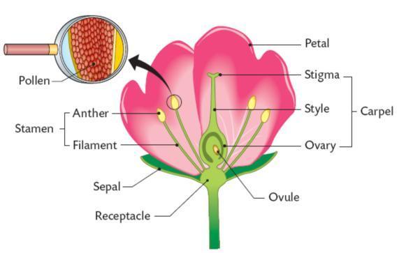 Sexual Reproduction in Plants Sepal Petal Anther Stigma Ovary Protect the flower bud Brightly coloured and scented and may have nectarines which are used to
